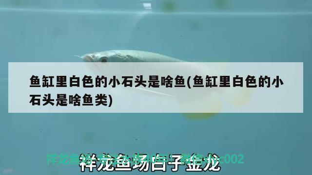 魚(yú)缸里白色的小石頭是啥魚(yú)(魚(yú)缸里白色的小石頭是啥魚(yú)類)