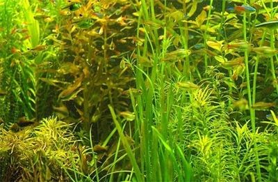 魚龍混雜打一最佳生肖，揭秘十二生肖中的潛龍之謎
