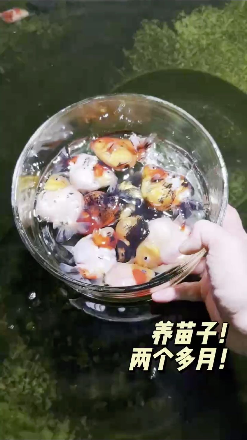 魚缸帶苗兩個多月！