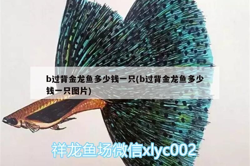 b過背金龍魚多少錢一只(b過背金龍魚多少錢一只圖片)