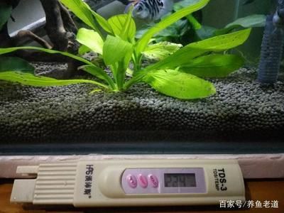 魚龍混雜，揭秘這一成語背后的神秘動物