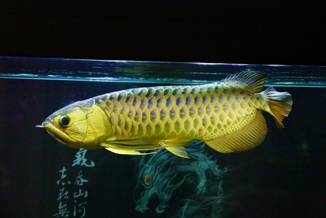 三巴旺更新……