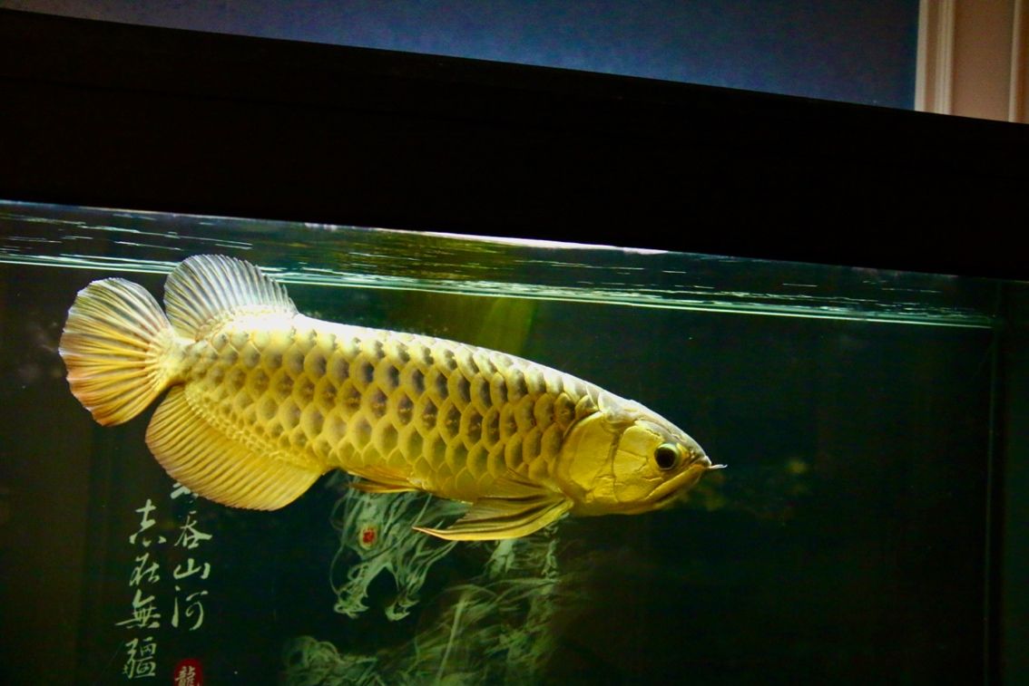 三巴旺更新……