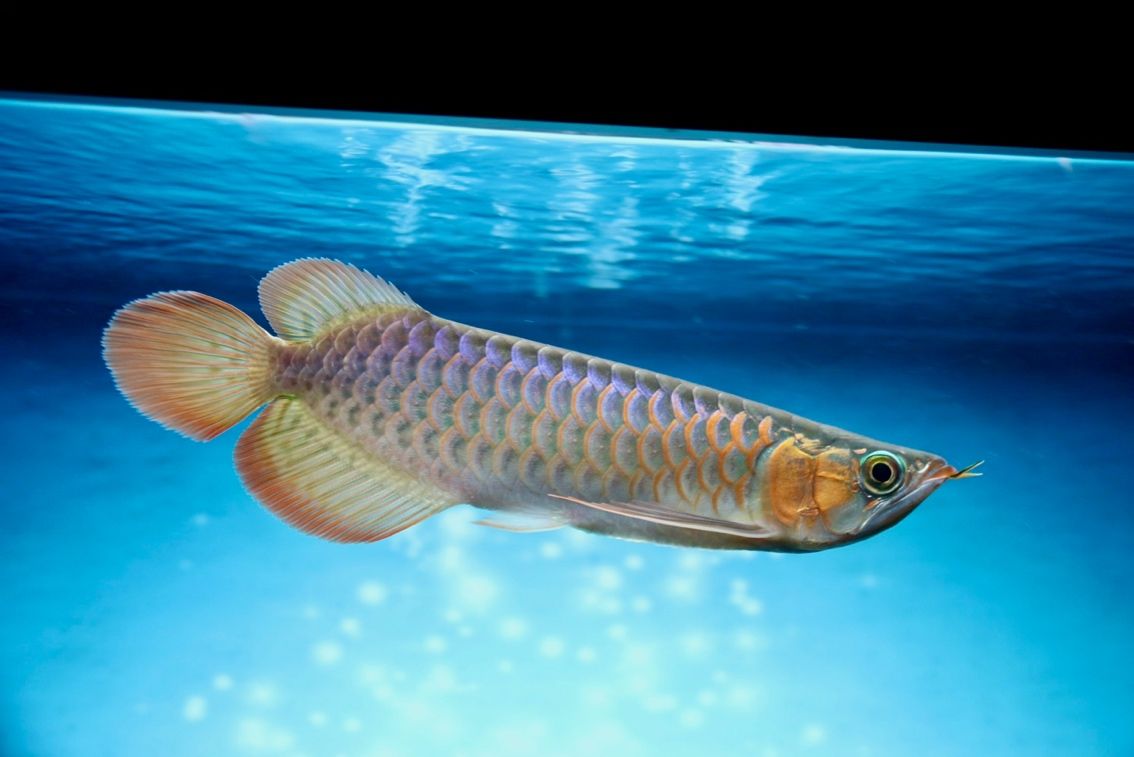F1 燈下 F1 燈下 龍魚論壇 第1張