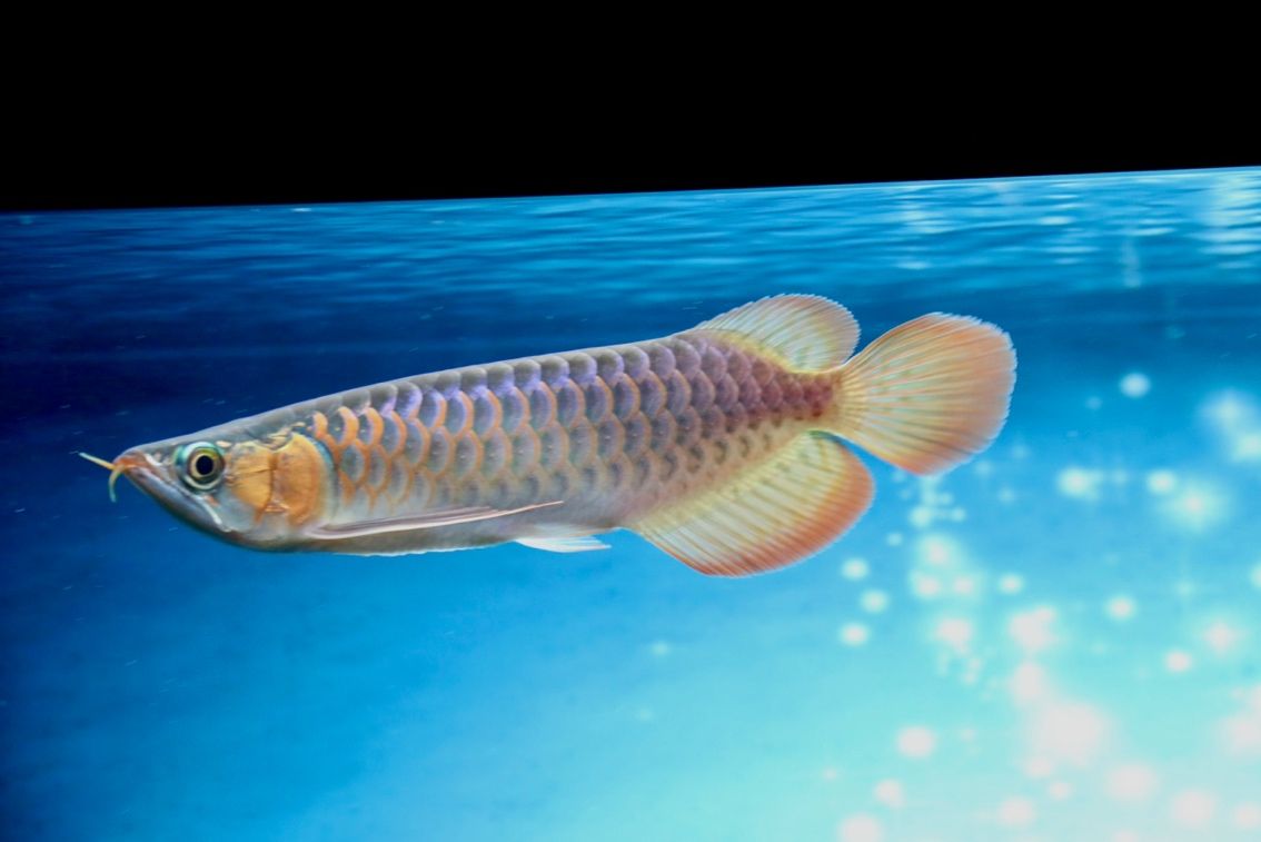 F1 燈下 F1 燈下 龍魚論壇 第2張