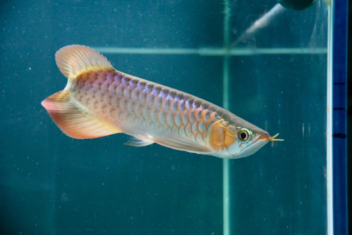 F1 燈下 F1 燈下 龍魚論壇 第3張