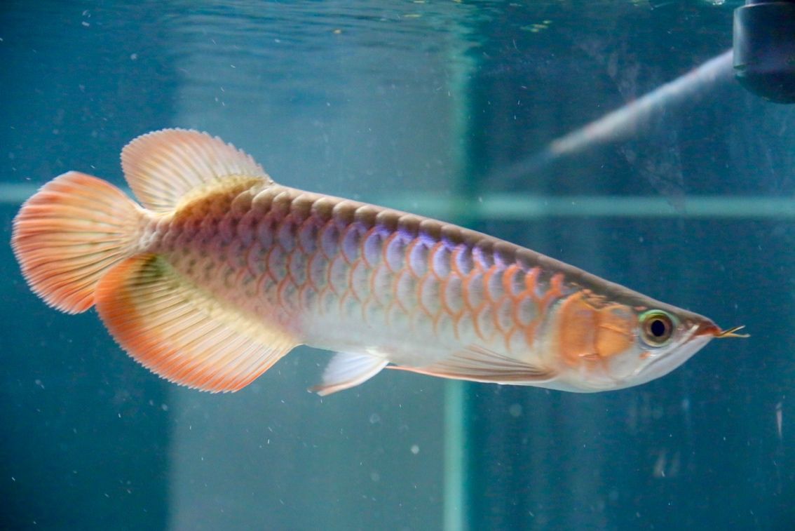 F1 燈下 F1 燈下 龍魚論壇 第4張