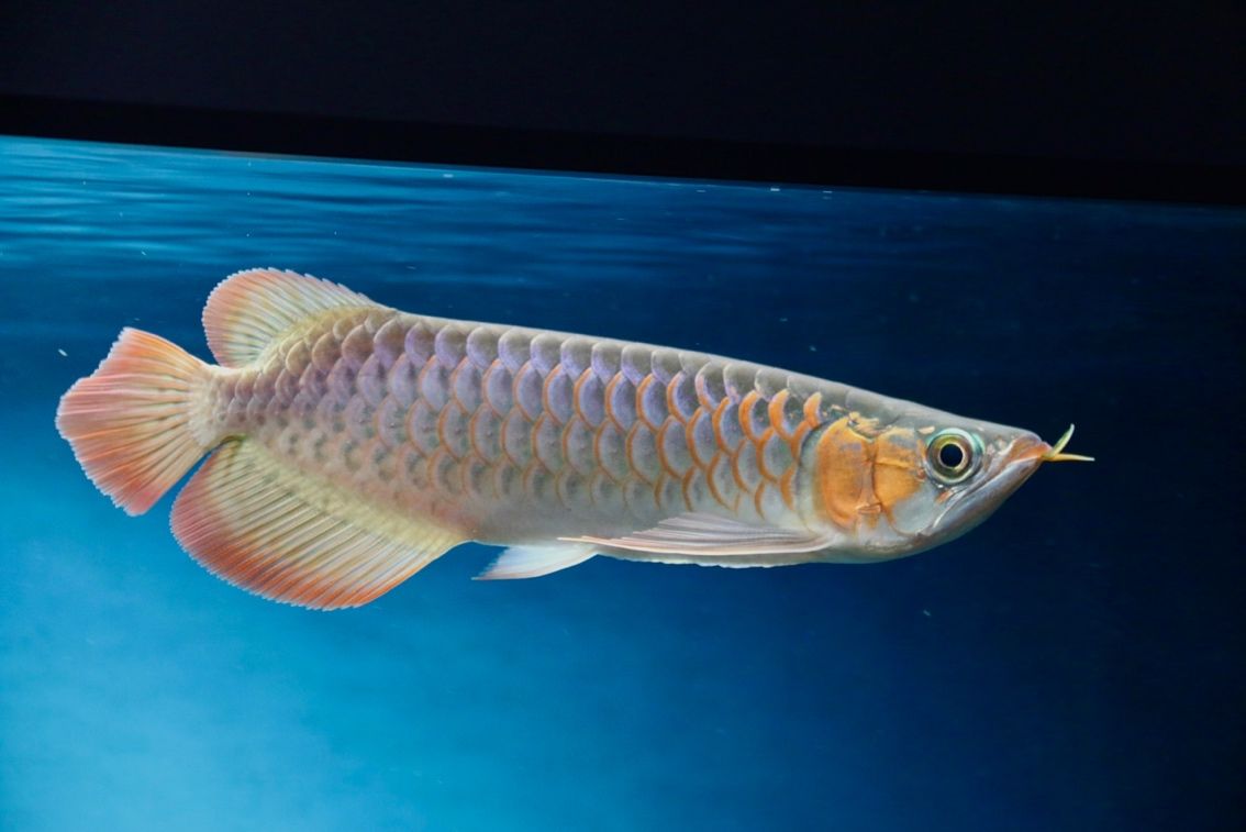 F1 燈下 F1 燈下 龍魚論壇 第6張