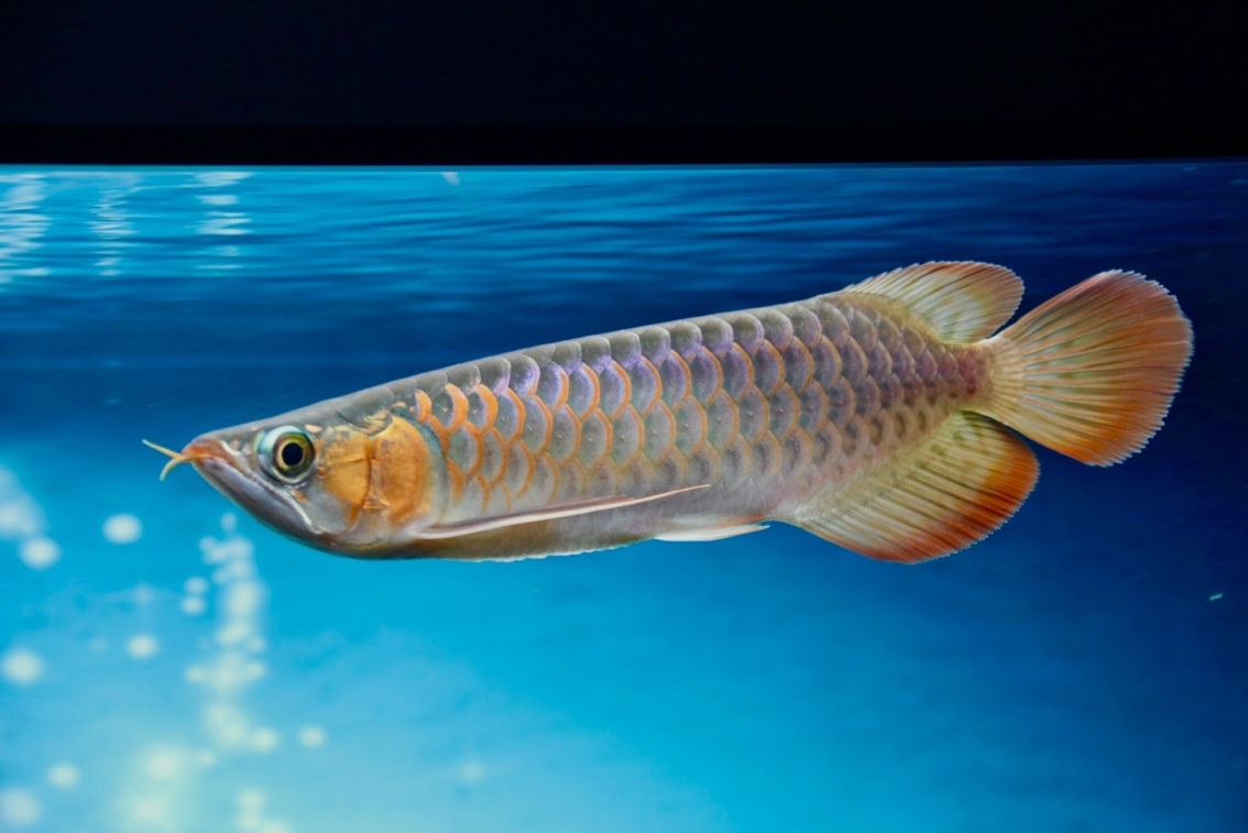 F1 燈下 F1 燈下 龍魚論壇 第5張