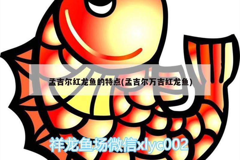 孟吉爾紅龍魚的特點(孟吉爾萬吉紅龍魚)