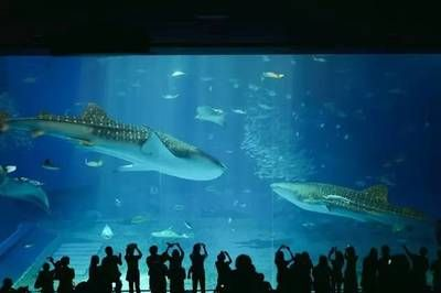 水族館選購指南（水族箱選購指南）