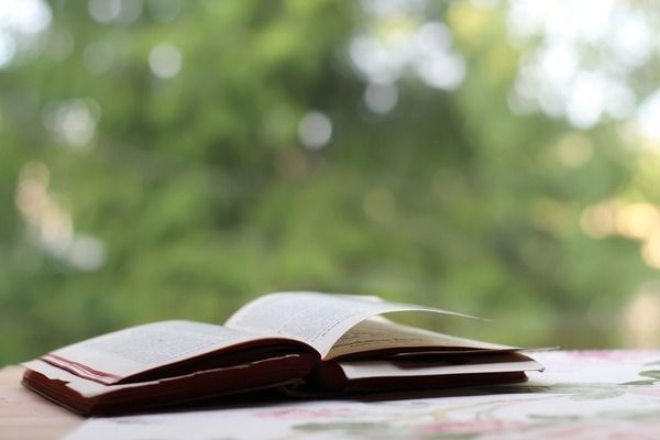 豬鼻龜能長(zhǎng)到多大？：豬鼻龜能長(zhǎng)到多大