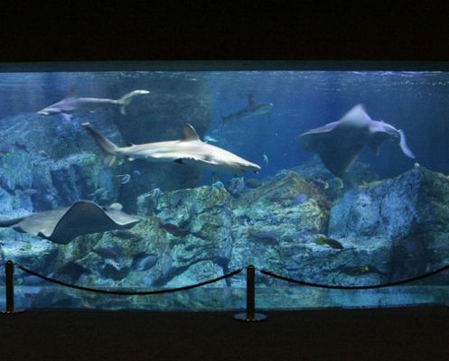 開水族館利潤有多大啊知乎（水族館加盟品牌選擇指南）