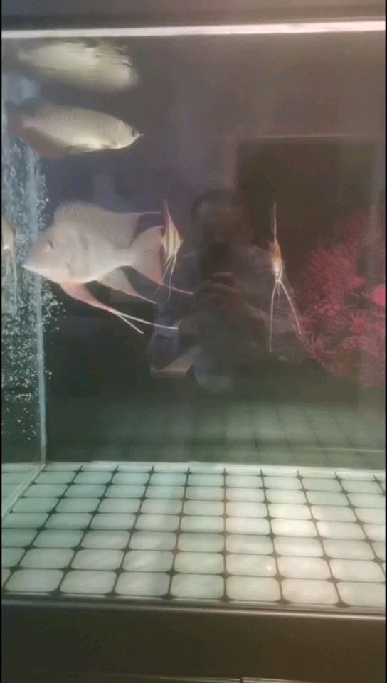 這鳳凰元寶養的不錯吧