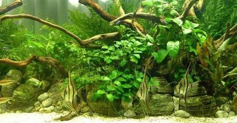 魚龍混雜打一生肖，揭秘十二生肖中的變色龍