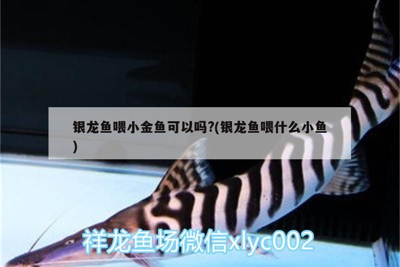 銀龍魚喂小金魚可以嗎?(銀龍魚喂什么小魚)