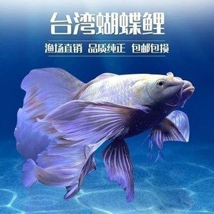 蝴蝶鯉球體多少錢一只（蝴蝶鯉球體價格受尺寸、品種、采購渠道等因素影響較大）
