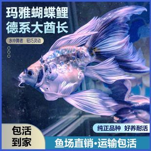 蝴蝶鯉球體多少錢一只（蝴蝶鯉球體價格受尺寸、品種、采購渠道等因素影響較大）