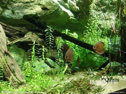 魚龍混雜猜一正確動物