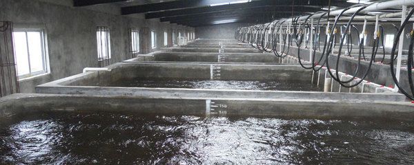 魚龍混雜猜一正確動物