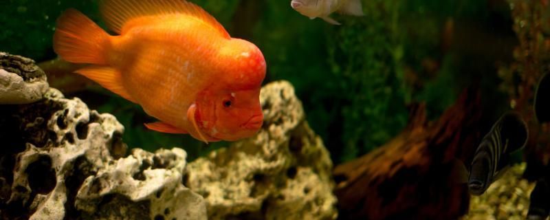 珍寶魚缸官網（珍寶魚缸是哪生產的）