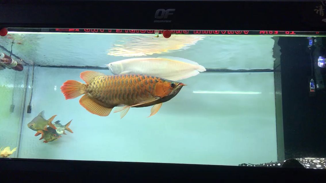 老舊魚缸改造方案設計（ 老魚缸怎么改造）