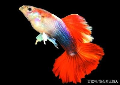 60的魚缸能養幾條泰獅：60厘米的泰獅金魚可以養4~6條泰獅金魚