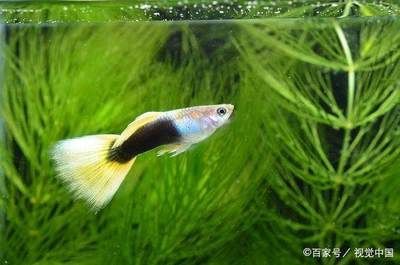60的魚缸能養幾條泰獅：60厘米的泰獅金魚可以養4~6條泰獅金魚