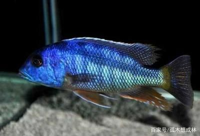 60的魚缸能養幾條泰獅：60厘米的泰獅金魚可以養4~6條泰獅金魚