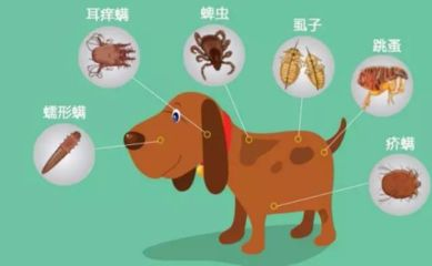 貝寵安驅蟲怎么樣(貝寵安體外驅蟲滴劑怎么樣?) 赤元素 第2張 貝寵安驅蟲怎么樣(貝寵安體外驅蟲滴劑怎么樣?) 貝寵安驅蟲怎么樣(貝寵安體外驅蟲滴劑怎么樣?) 赤元素 第2張