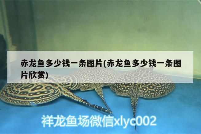 黃石哪里有賣魚缸的店子啊電話（黃石漁具店） 黃石哪里有賣魚缸的店子啊電話（黃石漁具店） 新加坡三巴旺