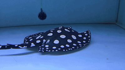 祥龍魚場的金頭過背金龍魚有哪些特點？，祥龍魚場金頭過背金龍魚的價格是多少？