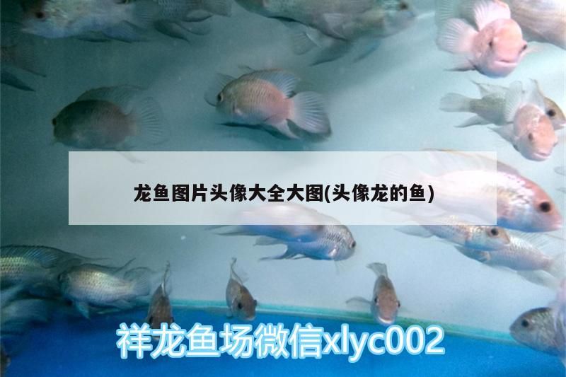底濾魚缸溢流區聲音大 底濾魚缸溢流區聲音大怎么解決