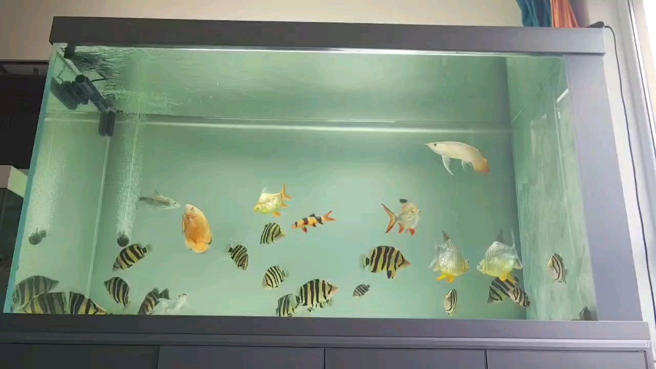 愛老虎油魚友