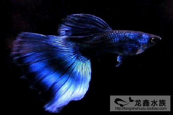 白色觀賞魚是什么魚種類（白色觀賞魚的種類）