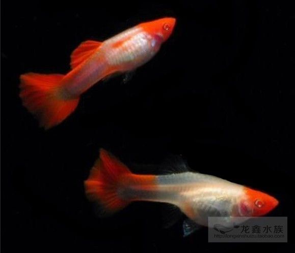 白色觀賞魚是什么魚種類（白色觀賞魚的種類）