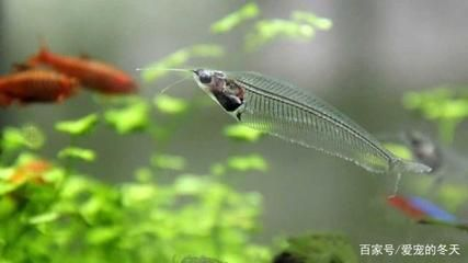 白色觀賞魚是什么魚種類（白色觀賞魚的種類）
