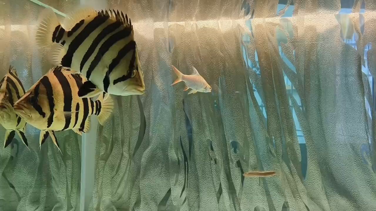 巡邏游 巡邏游 龍魚論壇 第1張