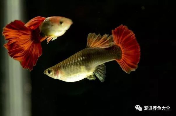 創寧加熱棒和yee加熱棒（創寧加熱棒和yee加熱棒哪個好）