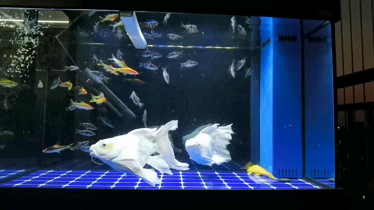 紅尾綠熒光鯽