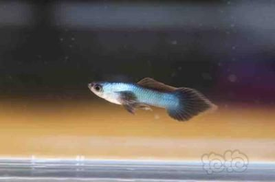 白色的大觀賞魚叫什么（全身白色的觀賞魚有幾種）