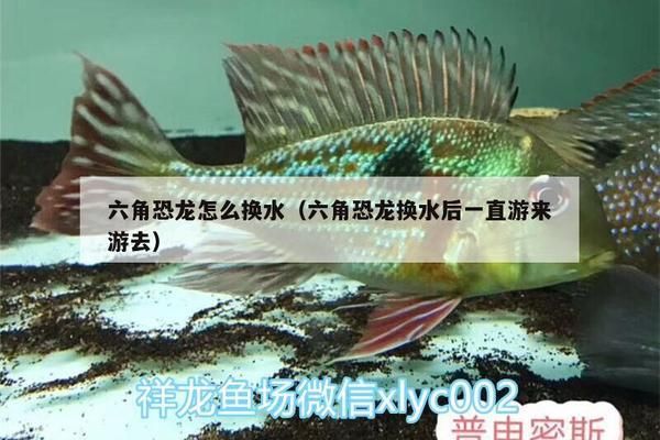 魚缸夜燈會影響龍魚的休息嗎為什么：魚缸夜燈對龍魚休息的影響，探尋光影與龍魚生活的微妙關聯