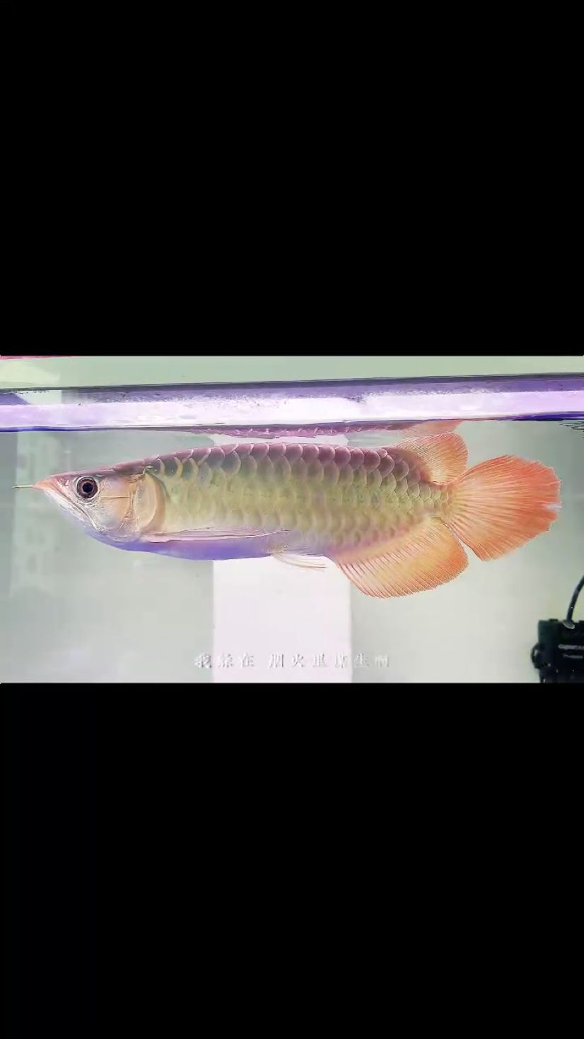 午后一刻 #滿兩個月了