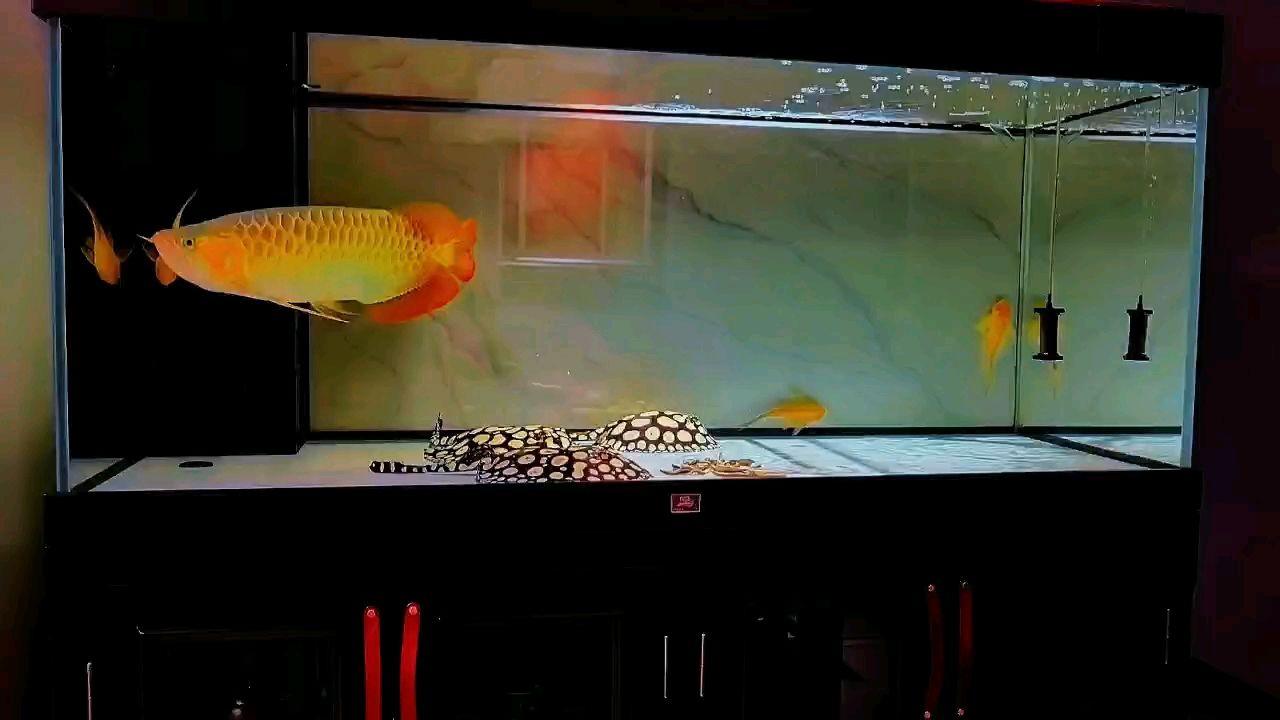 開燈賞魚