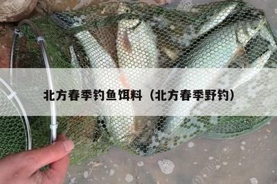 魚缸養龍魚要多大水流合適呢：探秘龍魚生存之道，魚缸水流大小的黃金法則