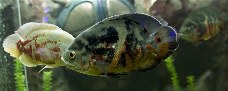 地圖魚眼睛有白膜是什么原因怎么處理