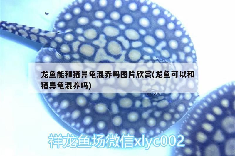 龍魚能和豬鼻龜混養嗎圖片欣賞(龍魚可以和豬鼻龜混養嗎)