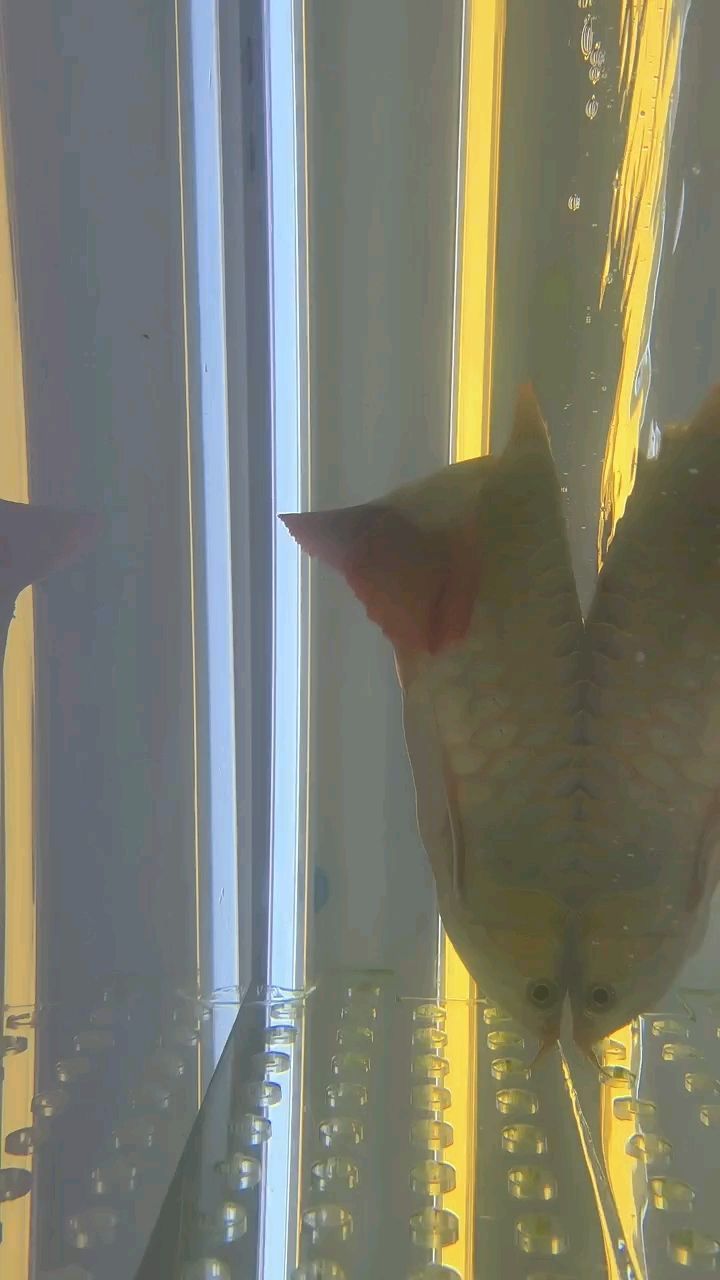 魚缸養青苔需要多久換一次水（ 魚缸養青苔需要多久換一次水呢）