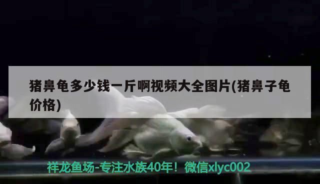 龍魚干蝦有營(yíng)養(yǎng)嗎 豬鼻龜多少錢一斤啊視頻大全圖片(豬鼻子龜價(jià)格) 豬鼻龜百科 豬鼻龜多少錢一斤啊視頻大全圖片(豬鼻子龜價(jià)格) 豬鼻龜多少錢一斤啊視頻大全圖片(豬鼻子龜價(jià)格) 豬鼻龜百科