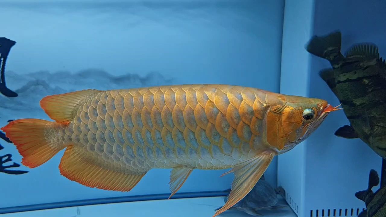 立體感越來越強??????